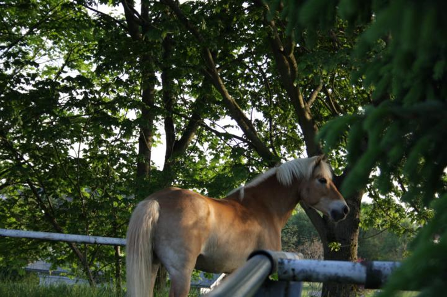 Das Bild zeigt ein Pferd auf dem Reitplatz mit Bäumen im Hintergrund