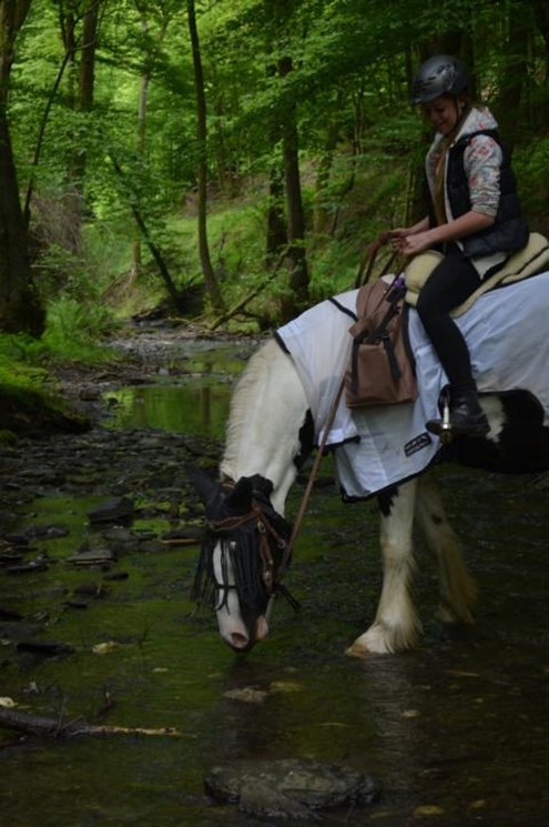 Reiter auf Pferd im Wald. Das Pferd trinkt aus einem Bach